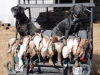 hunting-pics-11-2-322