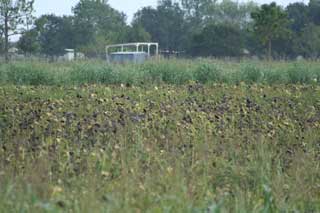 Texas Dove Hunting | Guided Dove Hunts